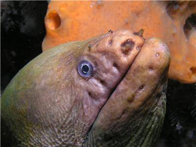 Moray eel at Halifax